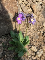 Primula amoena