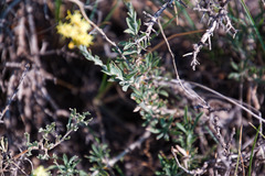 Chrysothamnus depressus
