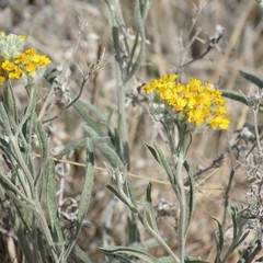 Psilostrophe gnaphalodes