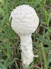 Saproamanita thiersii