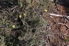 Chrysothamnus depressus