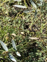 Gueldenstaedtia verna