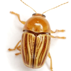 Cryptocephalus brunneovittatus