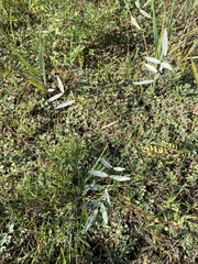 Gueldenstaedtia verna