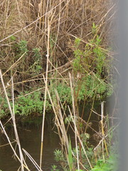 Cotula nigellifolia nigellifolia