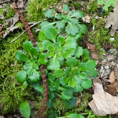 Saxifraga spathularis
