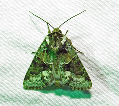 Lacinipolia explicata