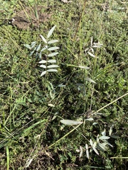 Gueldenstaedtia verna