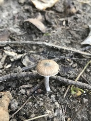 Inocybe putilla