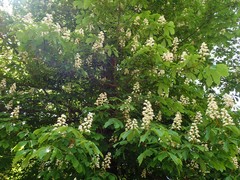 Aesculus
