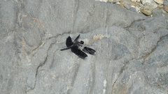 Erythrodiplax funerea