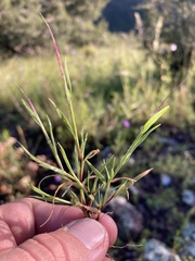Muhlenbergia brevis