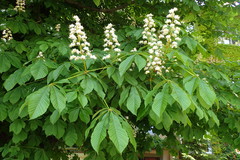 Aesculus