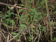 Cotula nigellifolia nigellifolia