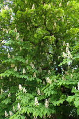 Aesculus