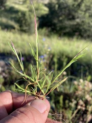 Muhlenbergia brevis