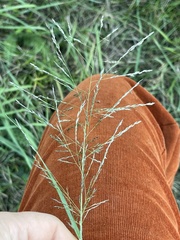 Eragrostis albensis