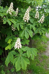Aesculus