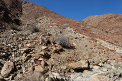 Commiphora cervifolia