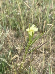 Erysimum flavum