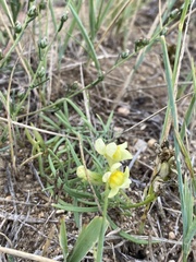 Linaria buriatica