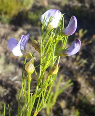Psoralea laevigata