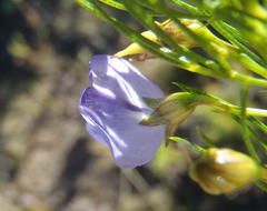 Psoralea laevigata