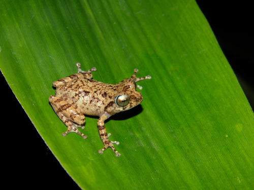 Ponmudi Bush Frog, Raorchestes graminirupes