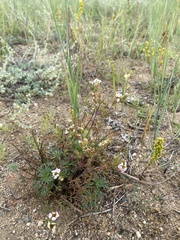 Chamaerhodos grandiflora