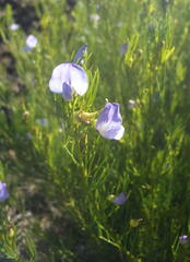 Psoralea laevigata