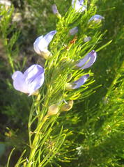 Psoralea laevigata