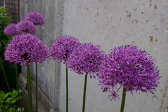 Allium