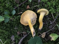 Cantharellus chicagoensis