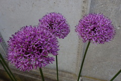 Allium
