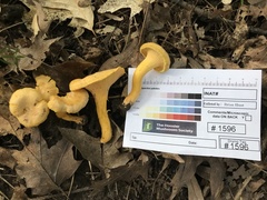 Cantharellus chicagoensis