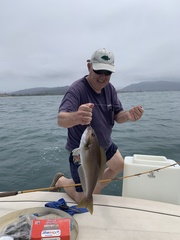 Caulolatilus princeps