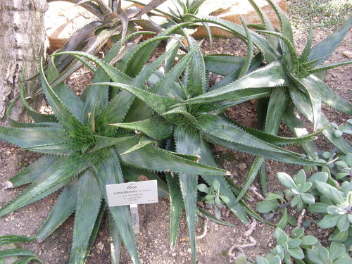 Aloe somaliensis