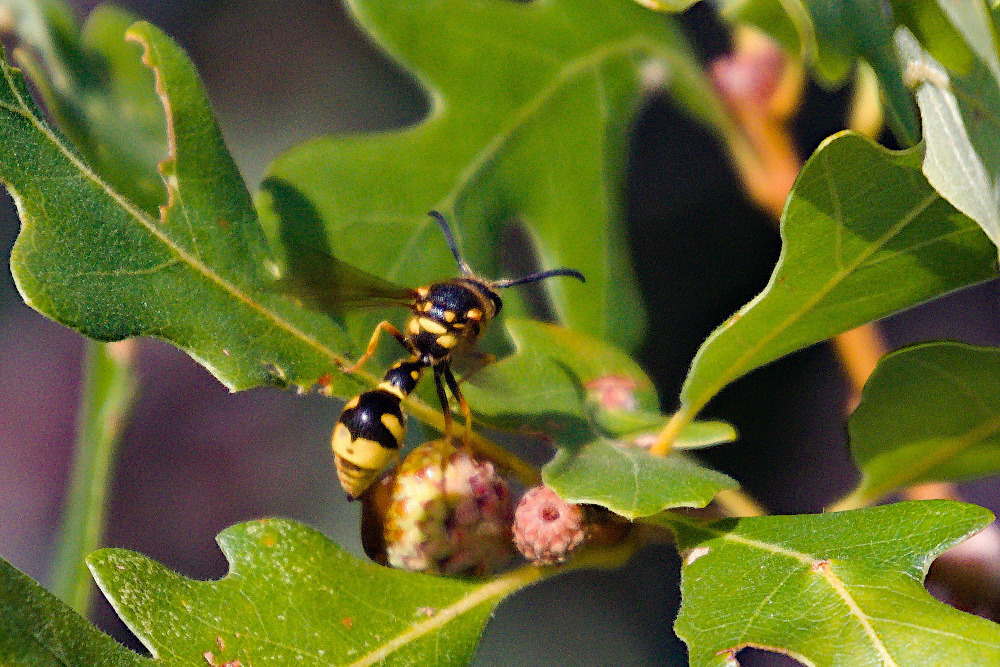 Cross Potter Wasp