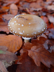 Amanita
