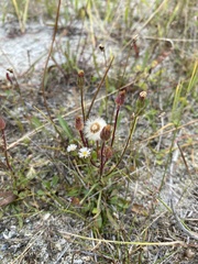 Erigeron lonchophyllus
