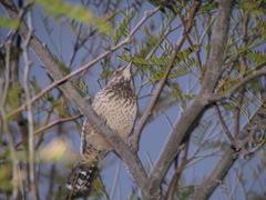 Campylorhynchus brunneicapillus
