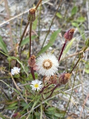 Erigeron lonchophyllus
