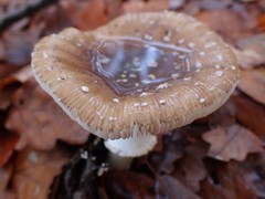 Amanita