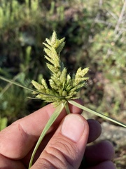 Cyperus fendlerianus