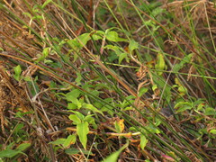 Commelina diffusa diffusa