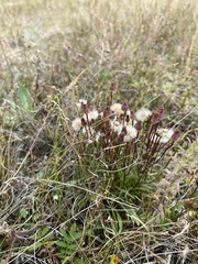 Erigeron lonchophyllus