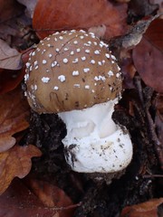 Amanita