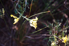 Chrysothamnus depressus
