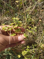 Euphorbia glareosa
