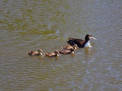 Anas platyrhynchos domesticus